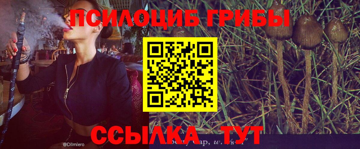 Алатырь  Псилоцибиновые грибы MAGIC MUSHROOMS  Вход с VPN 